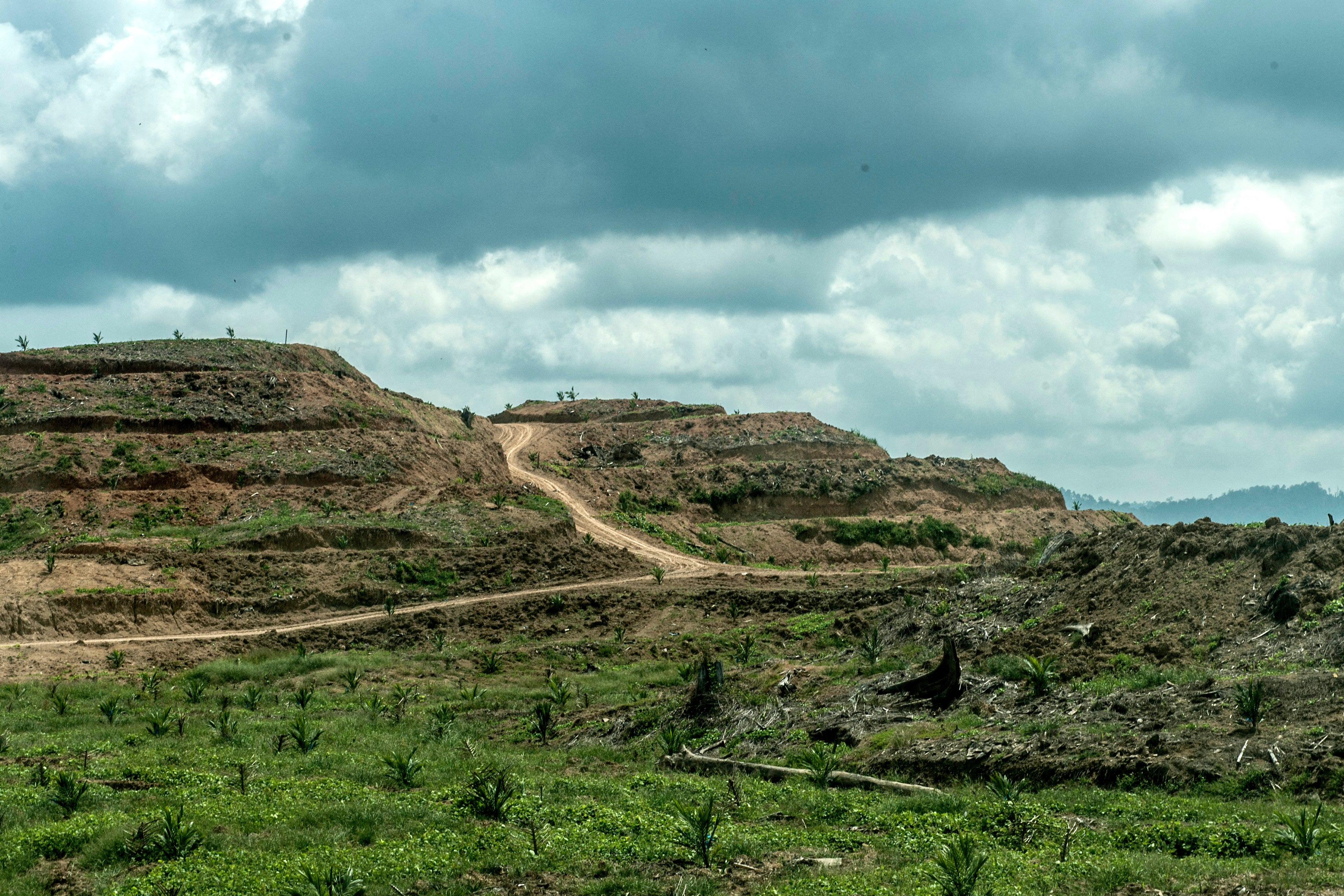 The palm oil plantation area beside the Tabin wildlife reserve forest in Sabah, Borneo, Malaysia