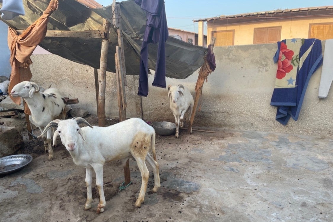 Goats in the courtyard in a house in Khar Yalla