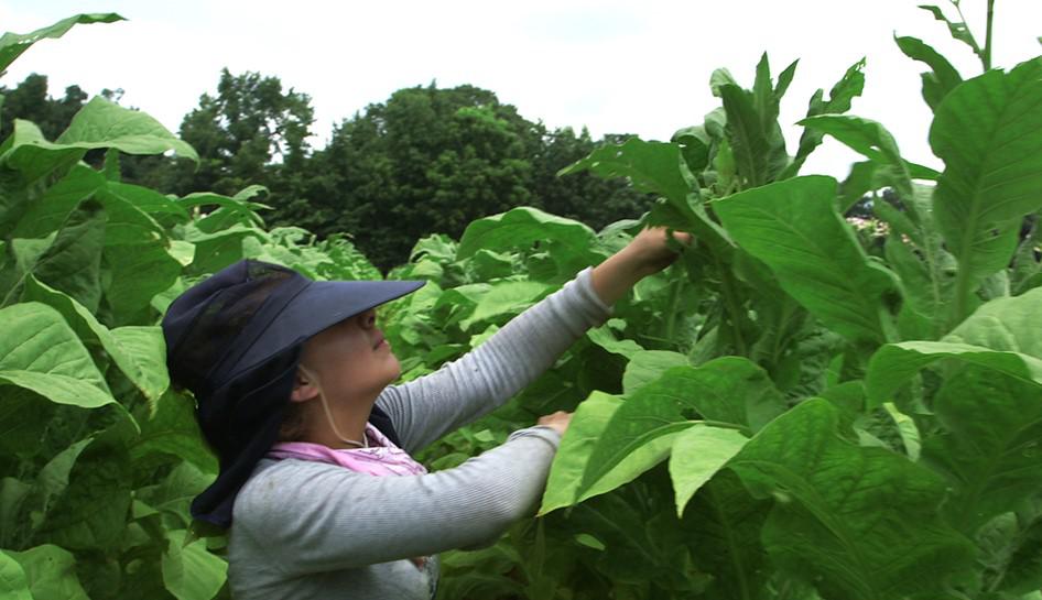2015-10-US-CRD-NC TOBACCO WORKER