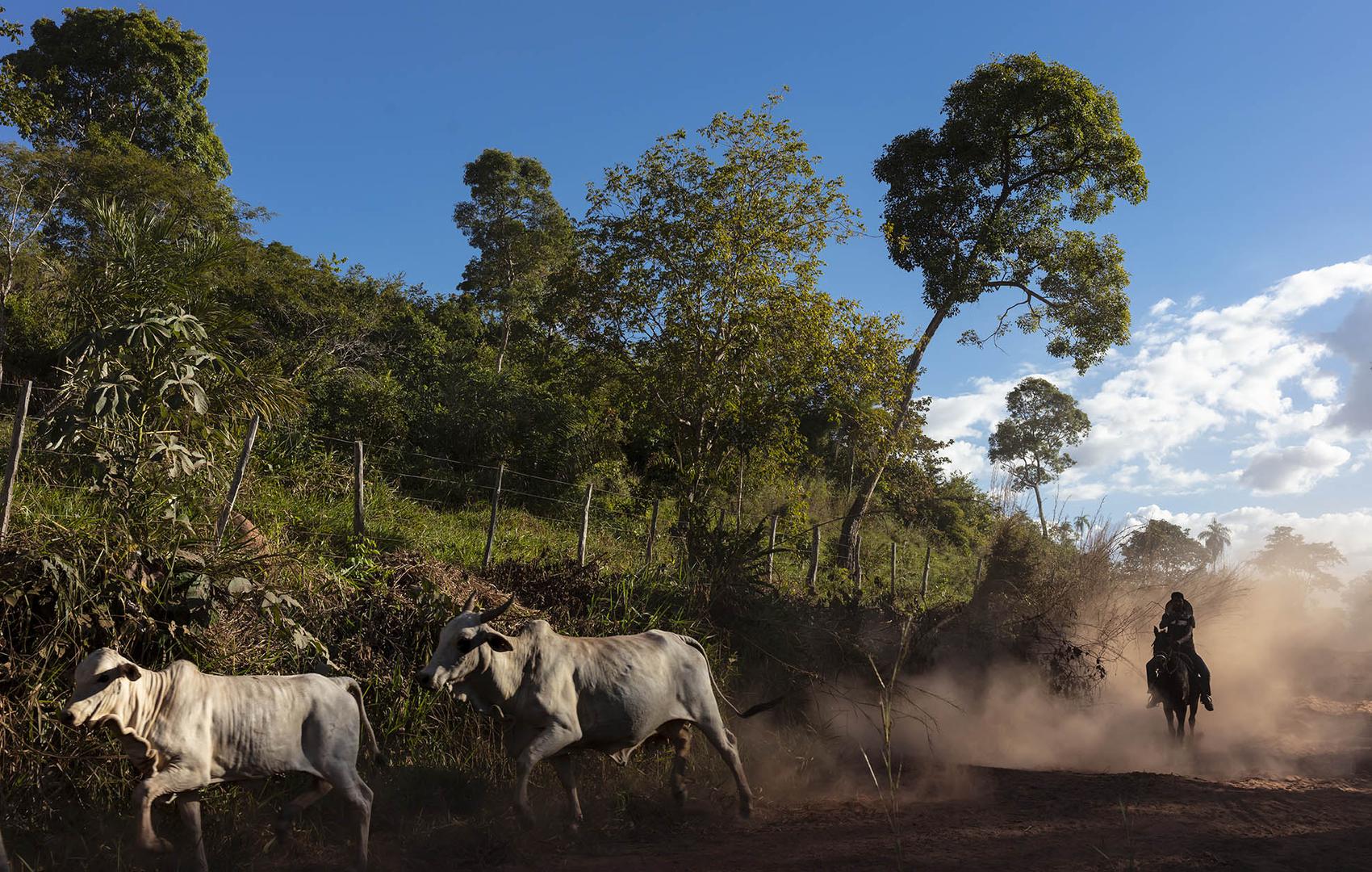 Dois bois sendo tocado por um homem montado em um cavalo