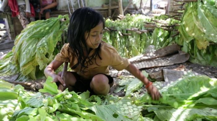 Girl working on tobacco farm
