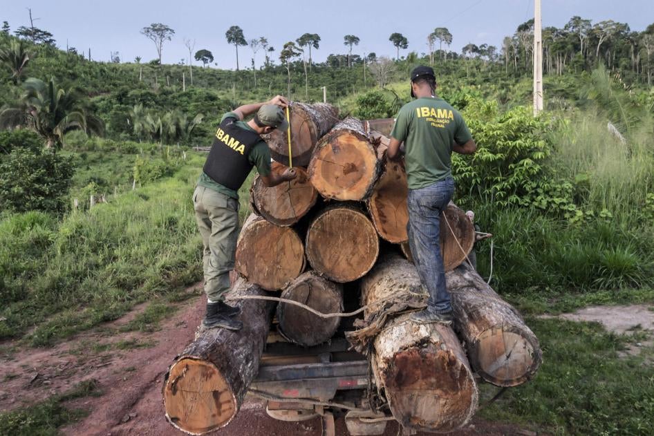 Nesta foto de 10 de março de 2018, publicada pelo Ibama, agentes medem madeira extraída ilegalmente da Terra Indígena Cachoeira Seca no estado do Pará.