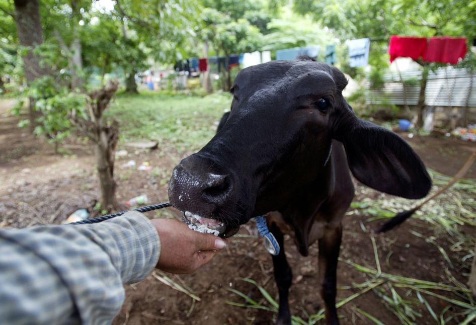 A man feeds his cow in Ticuantepe Town, Nicaragua, August 10, 2007.