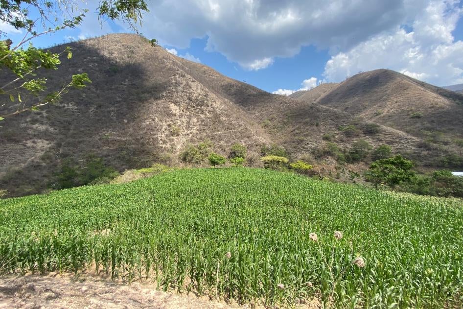A field of crops next to a mountain 