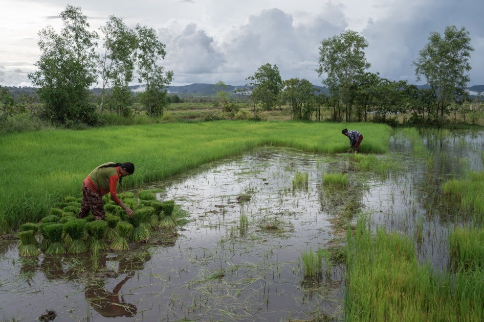 Deux femmes appartenant à une communauté autochtone récoltaient du riz dans un des villages inclus dans le projet Southern Cardamom REDD+ dans la province de Koh Kong, au Cambodge, le 25 juin 2022. 