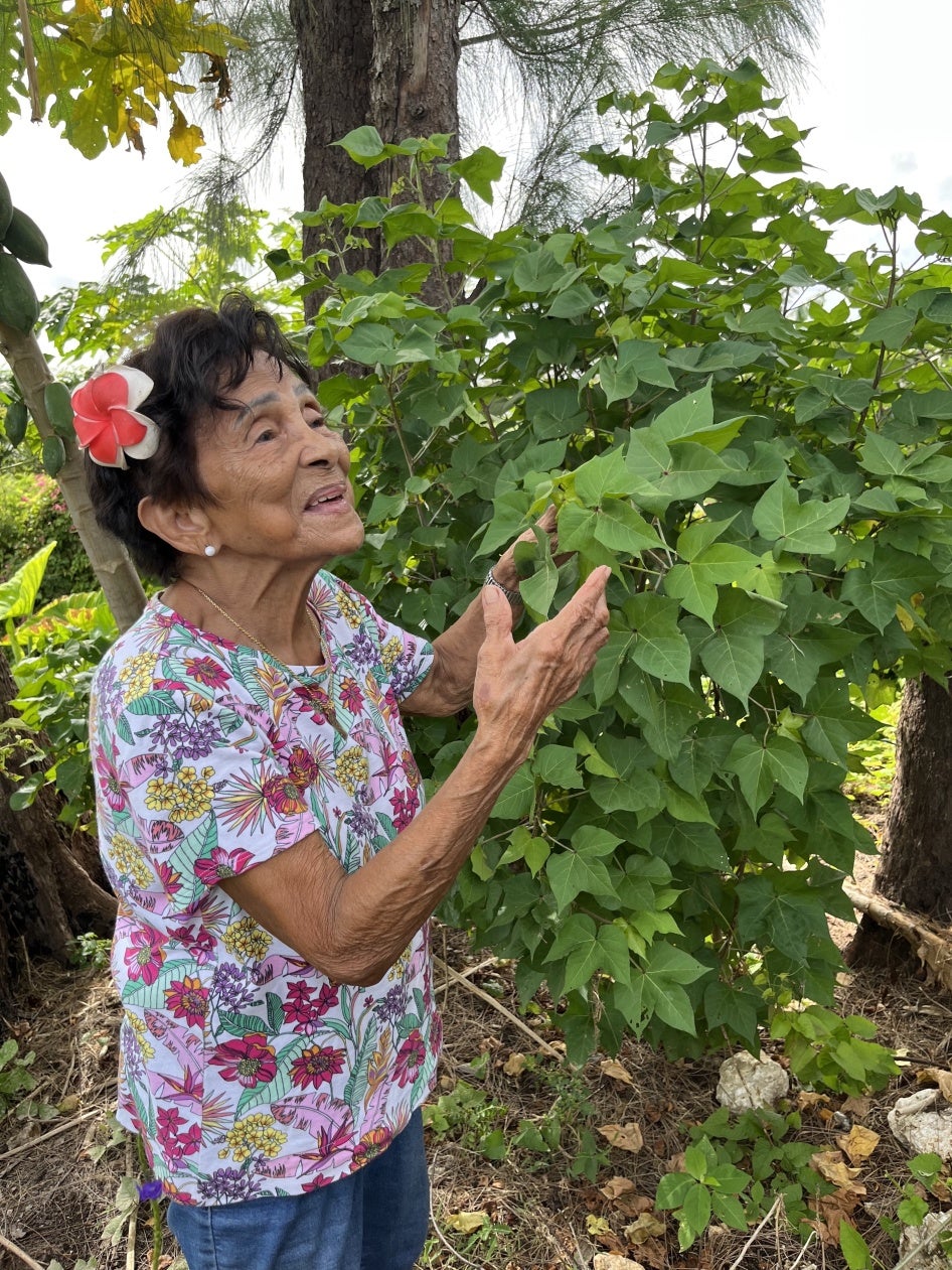 Mama Chai, an 88-year-old Indigenous Chamorro yo’åmte, or medicine woman, collects medicine from a tree planted near her home in Guam, May 2023. 
