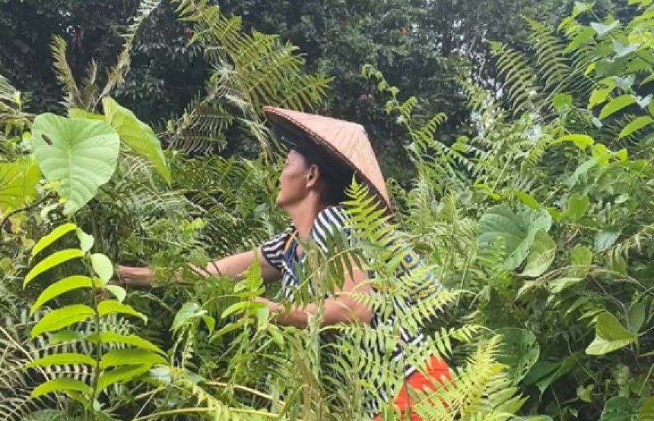 Une femme Iban récoltait une plante comestible (« paku ») dans la forêt jouxtant le  territoire ancestral de la communauté Rumah Jeffery, dans l’État du Sarawak en Malaisie, en 2024. 