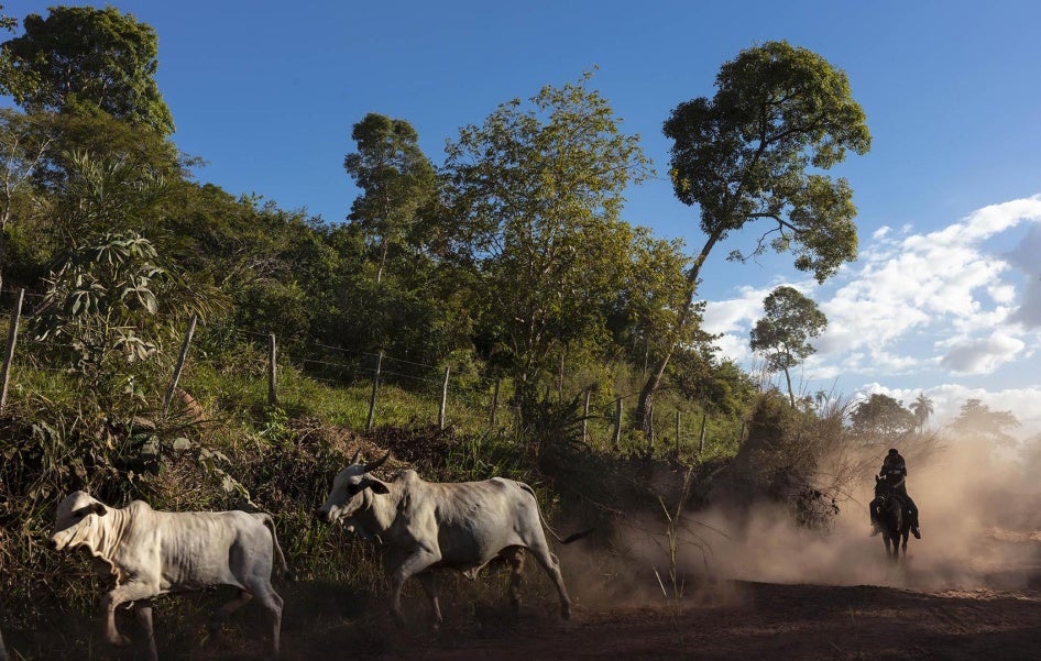 Dois bois sendo tocado por um homem montado em um cavalo