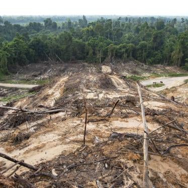 Deforestation due to plant palm oil plantations near Sandakan city, State of Sabah, North Borneo Island, Malaysia.