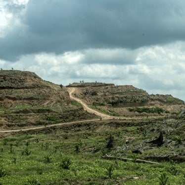 The palm oil plantation area beside the Tabin wildlife reserve forest in Sabah, Borneo, Malaysia