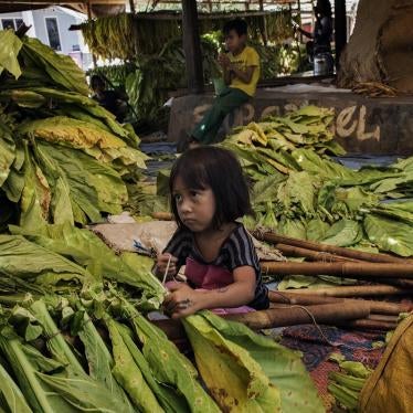 A young girl ties tobacco leaves onto sticks to prepare them for curing in East Lombok, West Nusa Tenggara.
