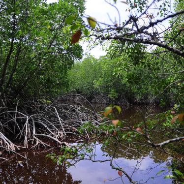 Mangroves in Haa Alifu Atoll, Maldives.